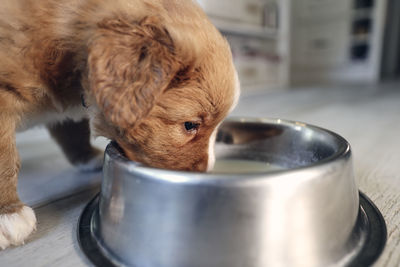 Close-up of dog in bowl on table