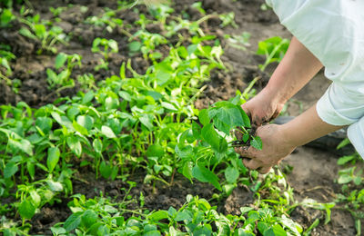 Low section of man gardening