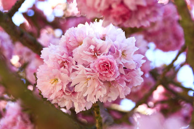 Close-up of pink cherry blossoms in spring