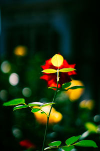 Close-up of flowers blooming outdoors