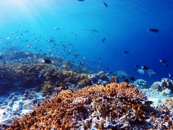 Close-up of fish swimming in sea