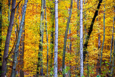 Close-up of autumn trees in forest