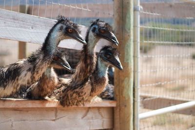 Close-up of ostrich in cage