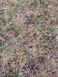 Full frame shot of grass on field