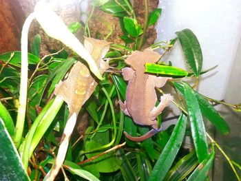 High angle view of lizard on plant