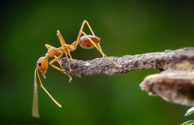 Close-up of ant on plant