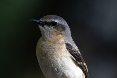 Close-up of bird