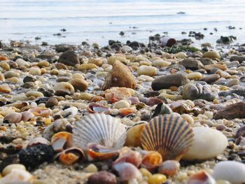 Close-up of seashells on beach