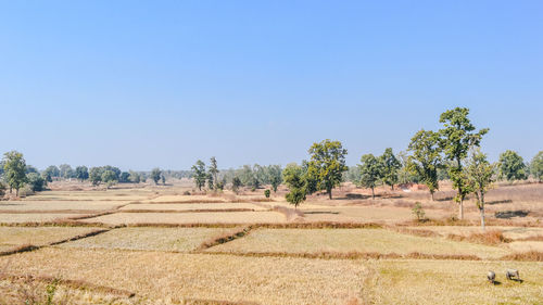 Trees on field against clear blue sky