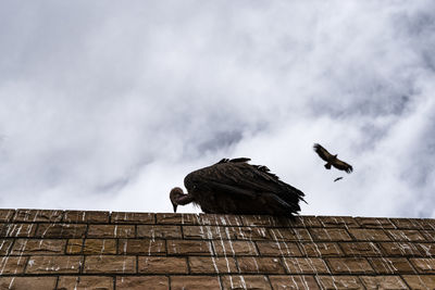 Low angle view of vulture on wall against cloudy sky