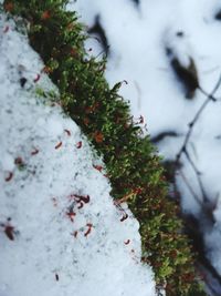 Close-up of snow covered tree