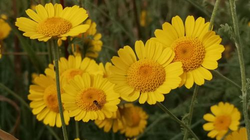 Close-up of sunflower on field