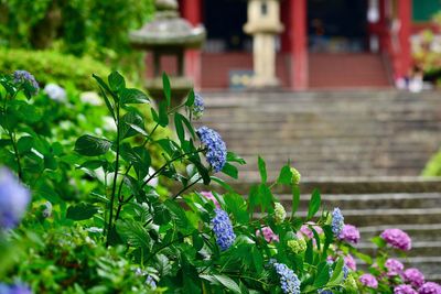 Close-up of purple flowering plant