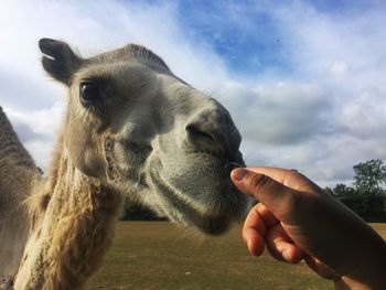 Close-up of a horse