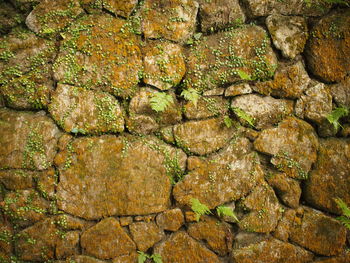 Plants growing on stone wall in japanese garden