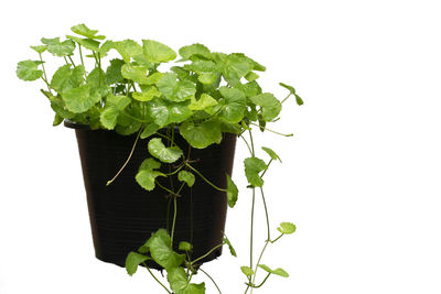 Close-up of potted plant against white background