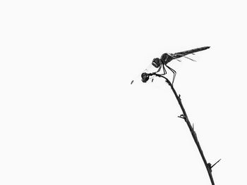 Insect perching on power line