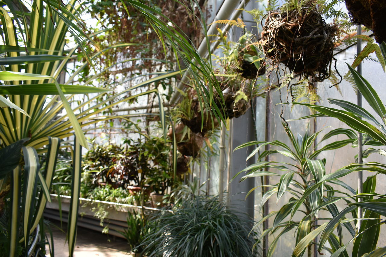 PLANTS GROWING IN GREENHOUSE AGAINST TREES