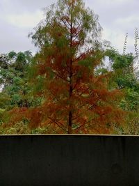 Close-up of tree against sky