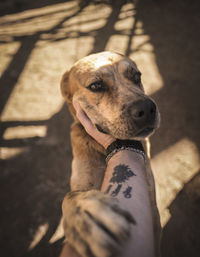 Close-up of dog looking away
