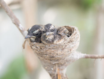Close-up of a bird