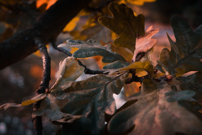 Close-up of maple leaves during autumn