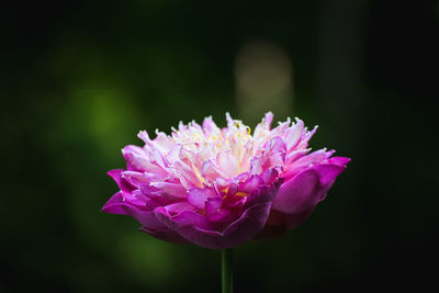 Close-up of pink flower