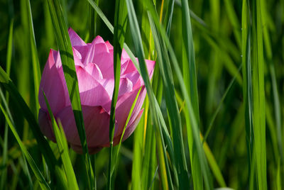 Close-up of pink flower blooming outdoors