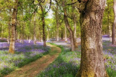 Trees growing in forest