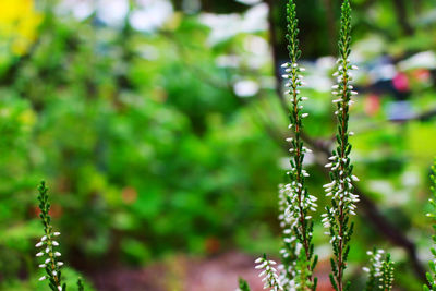Close-up of raindrops on plant