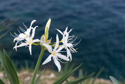 Close-up of white flowering plant