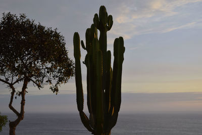 Close-up of cactus against sky during sunset