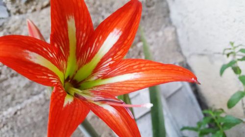 Close-up of orange day lily blooming outdoors