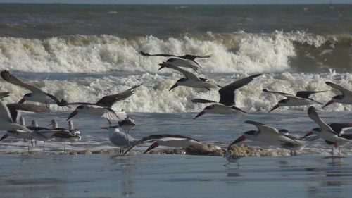 Seagulls flying over sea