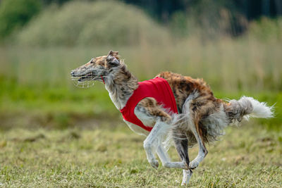 Borzoi dog in red shirt running and chasing lure in the field on coursing competition