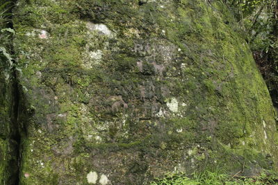 Full frame shot of tree trunk