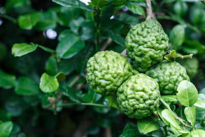 Close-up of berries growing on plant