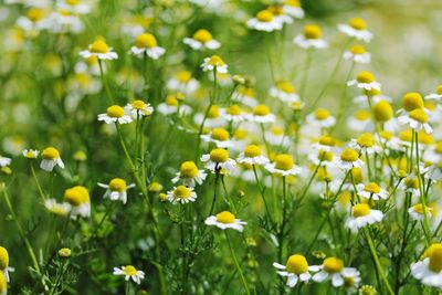 Close-up of yellow flowering plants on field