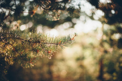 Close-up of pine tree