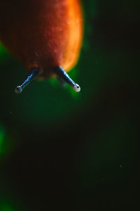 Close-up of a turtle in water