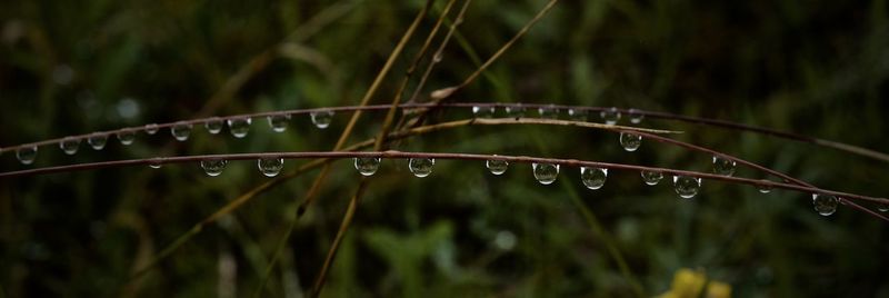Panoramic view of wet twig