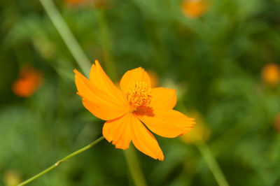 Close-up of yellow cosmos flower blooming in garden