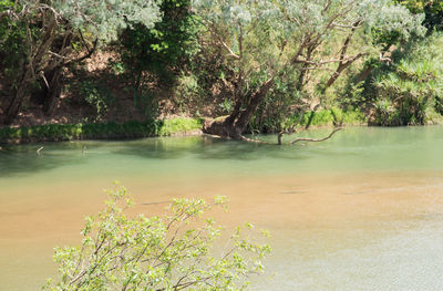 Scenic view of lake in forest