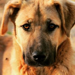 Close-up portrait of dog