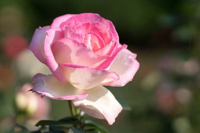 Close-up of pink rose