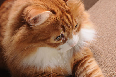 pet
