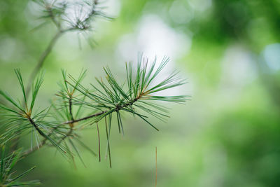 Close-up of pine tree