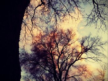 Low angle view of silhouette trees against sky