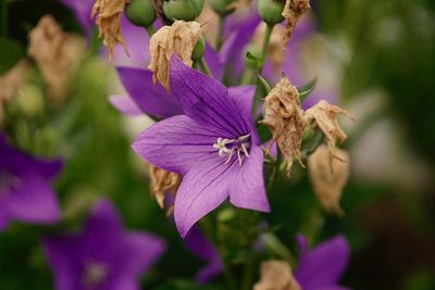 Close-up of purple flowering plant