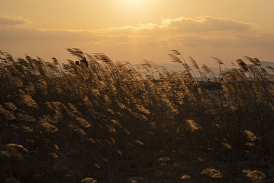 Plants growing on field against sky during sunset